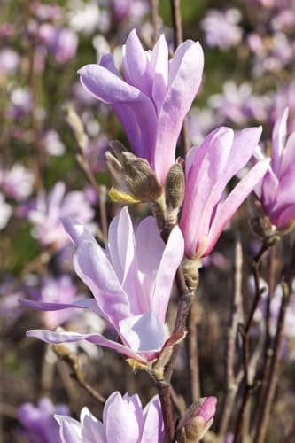 Tulpen-Magnolie 'Susan' 80-100 cm Topf Magnolia liliiflora winterhart