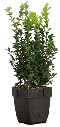 Boj Natural - Buxus - Planta de Exterior Resistente Perfecta para Formar Cercados