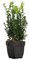 Boj Natural - Buxus - Planta de Exterior Resistente Perfecta para Formar Cercados