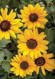 zumari 45 Sonnenblumensamen