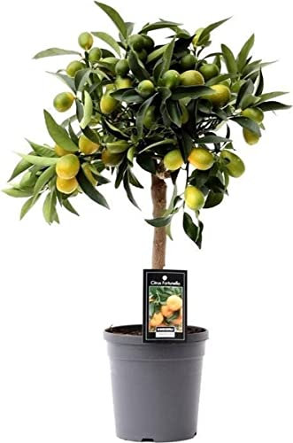 DECOALIVE Naranjo Enano Kumquat Planta Natural Árbol Frutal (8436606533376)