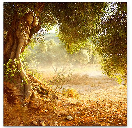 Paul Sinus Art Leinwandbilder | Bilder Leinwand 90x90cm großer alter Olivenbaum