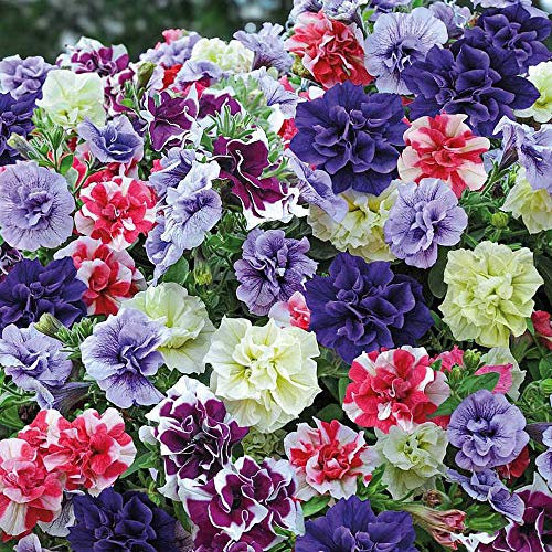 Petunia Plug Plants, Trailing Summer Flowering Bedding Plants, Double Flowers Mix, Gardens & Patios, Hanging Baskets, Petunia Tumbelina Frills & Spills Plug Plants by Thompson & Morgan (5)