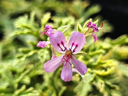 Pelargonium graveolens 'Lady Plymouth' / Géranium au parfum de menthe poivrée/Conteneur de 3 à 4 litres/Vivace Odorante