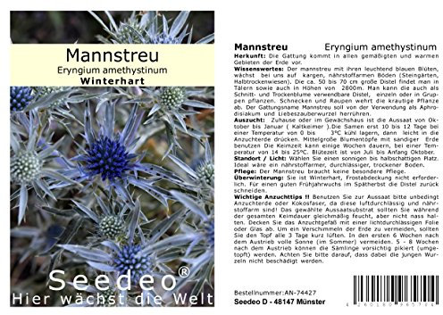 Seedeo® Mannstreu (Eryngium amethystinum) 30 Samen