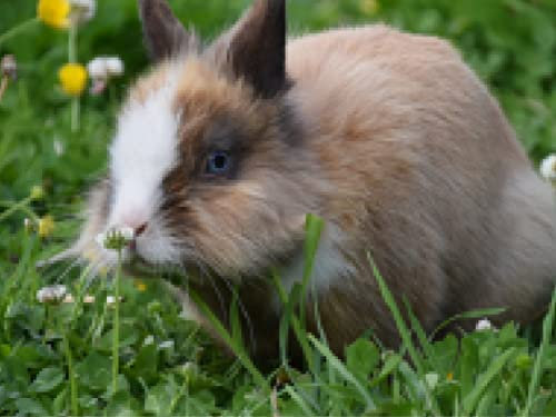 Deutsche Futtermischung für Kleintiere wie Meerschweinchen oder Hasen, die Saatgutmischung für Haustiere mit 17 dauerhafte Sorten, 85% Gräser & 15% Wildkräuter, kurze Keimzeit (50 m² (250.000 Samen))