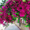 100 Stück Bougainvillea-Samen, neutral, mittelgroß, georgische Samen für den Garten Rosenrot