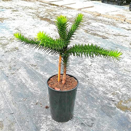 Araucaria araucana Chilenische Schmucktanne 0,5 Liter Topf verzweigt