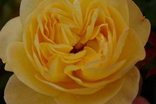 Bodendeckerrose Sonnenschirm® - Rosa Sonnenschirm® - zitronengelb - Duft+ - Tantau-Rose - Preis nach Stückzahl 2 Stück
