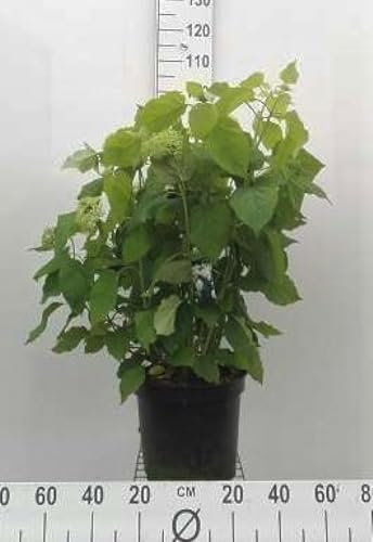 Hydrangea arb. 'Annabelle' - Hortensia De Virginie, Hydrangée De Virginie 60-80 cm en pot