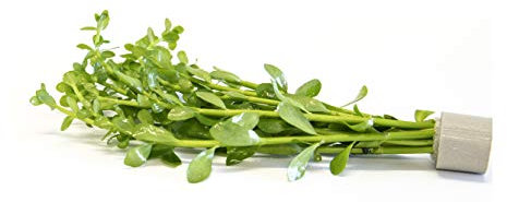 Lincolnshire Pond Plants Ltd Bacopa monniera - Tropical Aquarium Plants - Oxygenating Plant Aquarium, Fish Tank, Live Plants for aquascaping, Tropical Aquatic Plants.