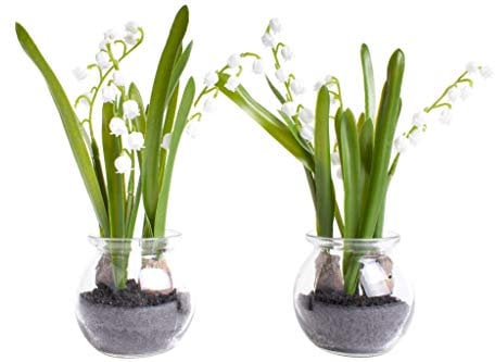 Nova-Nature künstliche Frühlingsblume im Glas (2 Stück) (Maiglöckchen)