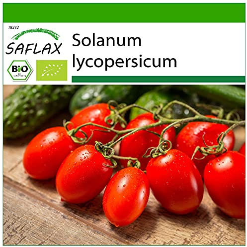 SAFLAX - BIO - Tomate - Roma - 15 Samen - Mit keimfreiem Anzuchtsubstrat - Solanum lycopersicum