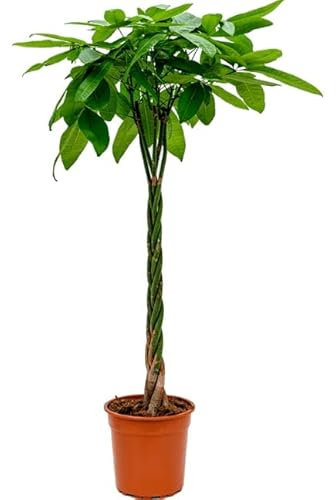 Pachira 90cm XL: Impresionante Planta Natural que Cautivará tus Sentidos