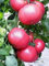 Pink Lady Tomatensamen