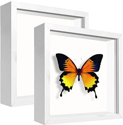 sunmeg 2Pcs 3D Bilderrahmen zum Befüllen 14 x 14cm Bilderrahmen Tief 3D Objektrahmen Hölzern bis 3cm, 3D Rahmen für Objekte, Blumen, Hochzeitsstrauß oder Erinnerungsstücke