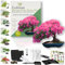 CULTIVEA Kit First Bonsai – Autocultivo de Bonsáis con Semillas y Herramientas – Fácil y Completo | Idea de Regalo (Bonsai Cercis Chinensis)
