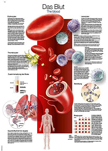 Erler Zimmer anatomische Lehrtafel, Das Blut, Lehrmittel, 50x70cm