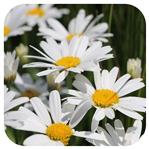 Leucanthemum Snow Lady 'Shasta Daisy' Large Plug Plants x 3 Herbaceous Perennial