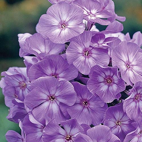 Phlox Laura Garden Plant Perennial Flowering Garden Plants Easy to Grow Your Own 5X Bare Roots by Thompson and Morgan