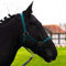 Halfter für Pferd Warmblut, Vollblut, Kaltblut – Stallhalfter, Weidehalfter, 2 Fach verstellbar an Kinnriemen und Genickstück, sicher & reißfest (Dunkelgruen, Mini Shetty)
