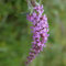 300 pz Semi resistenti di Buddleia, Buddleia fiori di campo fiori da balcone, semi di fiori recisi Buddleja, Buddleia tricolore regali insoliti, copertura del terreno, pianta perenne