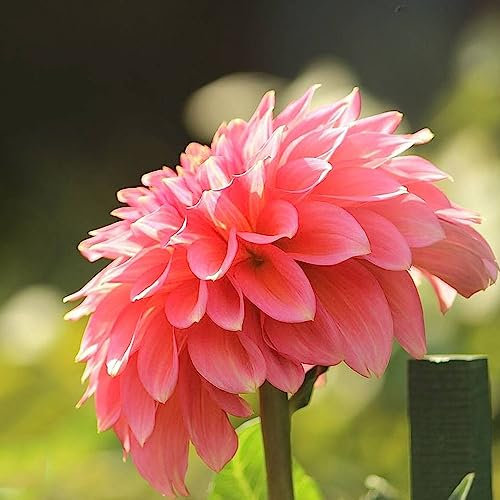 3 piezas comprar bulbos de dalia - plantas bulbos plantas perennes perenne dalia dalia florecen las plantas de decoración de la pared del jardín interior planta