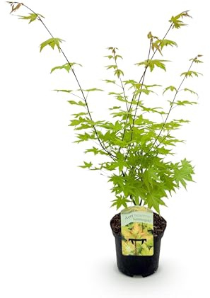 Terrassenpflanze - Japanischer Ahorn - Acer palmatum Summergold - Gelb - 1 Pflanze - Laubabwerfend - 60-70cm - Ø25cm - Gartenpflanze