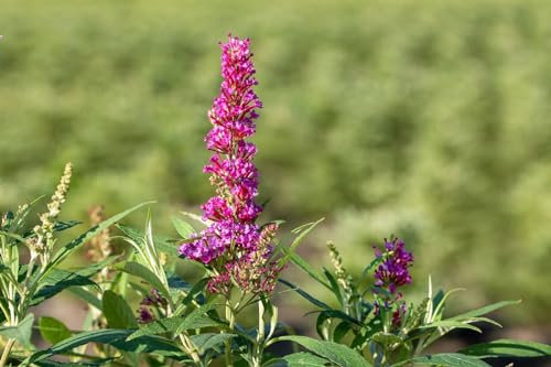 Buddleja davidii 'Butterfly Tower' 40-60 cm - Schmetterlingsflieder, lila Blüten, Blütezeit Juli-September, Schmetterlingsmagnet, pflegeleicht und winterhart