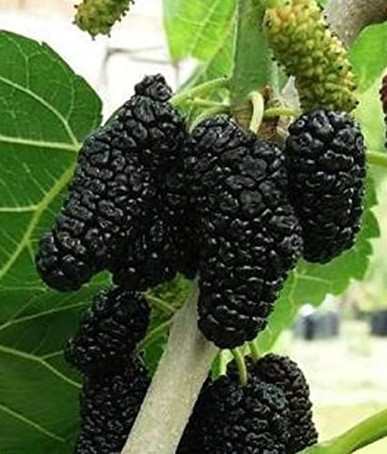 Schwarze Kultur-Maulbeere Sweet Dream, Maulbeeren Baum ca.160/180 cm., Шелковица Сладкий сон