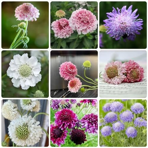 250 pcs skabiose pflanze samen - blumensaat winterharte stauden blumensamen balkon,Scabiosa atropurpurea witwenblume, spezielle samen fensterbank deko innen geschenk für pflanzenliebhaber