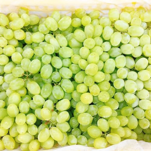 200 piezas semillas de uva, Planta de raíz de uva, de rápido crecimiento. Uvas sin pepitas, regalos para los amantes de la jardinería Plantar uvas, maceta de bonsái. Plantas de jardín