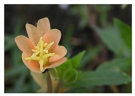 Stk - 10x Oenothera stricta Aufrechte Nachtkerze Garten Pflanzen - Samen ID1473 - Seeds & Plants Shop by Ipsa