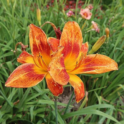 300 pcs taglilien pflanze winterhart mehrjährig samen - zimmerpflanzen winterharte stauden mehrjährig,Hemerocallis fulva, winterfeste pflanzen für balkon gartenblumen mehrjährig winterhart