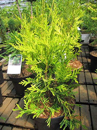 Thuja plicata Yellow Green Giant - gelber Lebensbaum Green Giant