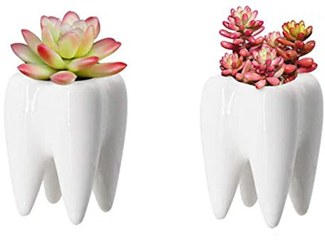 Spldsun 2 Unidades de Dientes de Cerámica para Macetas, Forma de Diente de cerámica Blanca Plantas Suculentas Innovadoras MacetaCactus, Cactus, Portalápices para Escritorio, Oficina, Decoración