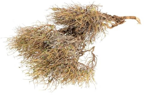 NaDeco Euphorbia spinosa, getrocknet, im Bund, Gewicht ca. 150-200g Bindegrün Naturmaterial zum Kranz-Binden Naturdeko Dekozweige Trockenblumen
