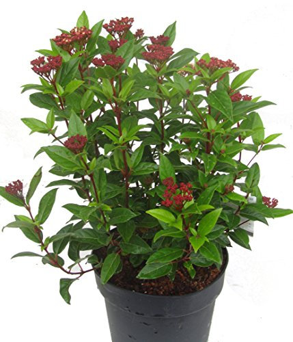 Viburnum tinus - Lorbeerschneeball, Mittelmeerschneeball - winterharter, wintergrüner, weiß blühender Strauch