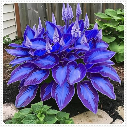 Hosta, kältebeständige, mehrjährige Hosta-Zwiebeln, Zierblumen, lebende Pflanzen, seltene Pflanzen, natürliche Rhizome-6 zwiebeln-B