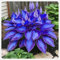 Hosta, kältebeständige, mehrjährige Hosta-Zwiebeln, Zierblumen, lebende Pflanzen, seltene Pflanzen, natürliche Rhizome-6 zwiebeln-B