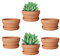 11.4CM Terracotta Shallow Succulent Pot - 6 Pack Terra Cotta Clay Pots with Saucer, Cacuts Terra-Cotta Indoor and Outdoor Planters with Drainage Hole