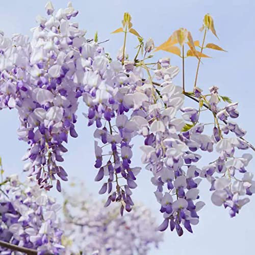 Haloppe 50 Stück Glyzinien Blumen Pflanzen Samen für Hausgarten Pflanzen, Glyzinien Samen mehrjährige Kletterpflanzen lila Glyzinien Blumensamen für Park Wisteria Sinensis-Samen