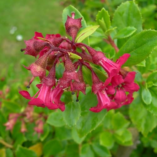 Carbeth Plants 2 x Escallonia Red Elf Plant in 9cm Pot - Hardy Evergreen Perennial Garden Shrub - Red Flowers in Summer and Autumn - Perfect for Costal Planting - Grow in Beds, Borders and Pots