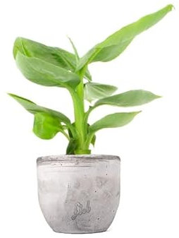 Pianta di Banano - Sviluppo Contenuto, in Estate si Può Posizionare in Terrazzo - Vaso in Cemento