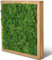 naturewalls Moosbild Islandmoos - Pflanzenbild Vollholz-Rahmen - XXL - Eiche | 25 x 25 cm