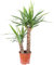 Palmlilie 2-stämmig - echte Zimmerpflanze, Yucca Elephantipes Palme 45/20 - Höhe ca. 80 cm, Topf-Ø 17 cm