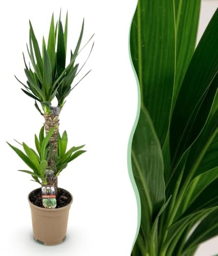 Green boutiQ - Zimmerpflanze - Yucca elephantipes - Yucca - Pflegeleicht - Grün - 1 - Topf 17cm - Höhe 75cm