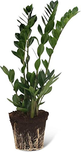 Árbol de Interior Zamioculcas Zamiifolia Natural ZZ Plant para Decorar el Hogar