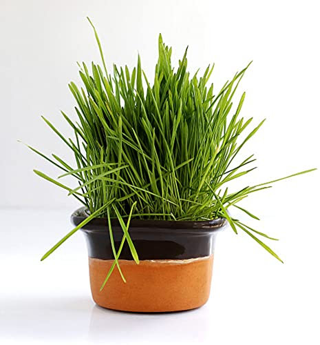Katzengras Samen Für Katzen, Bodendecker Samen Winterhart Zimmerpflanzen Samen Cat Grass seeds Bonsai Samen Katzengras Kaufe Balkonpflanzen - 200 Stück (Grün)