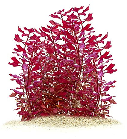 Ludwigia palustris Super Red Mini - Kleine Tiefrote Ludwigie in vitro - 5,5cm Bechergröße - Hintergrund Wasserpflanzen für Aquarien